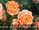 Bild der Rose 'Apricot Clementine' (Zwergrose)