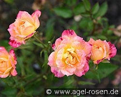Baby Maskerade (Zwergrose) Bild der Rose 'Baby Maskerade' (Zwergrose)