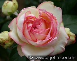 Biedermeyer (Zwergrose) Bild der Rose 'Biedermeyer' (Zwergrose)