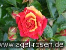 Bild der Rose 'Chili Clementine' (Zwergrose)
