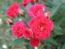 Chili Clementine (Zwergrose) Bild der Rose 'Chili Clementine' (Zwergrose)