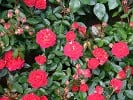 Chili Clementine (Zwergrose) Bild der Rose 'Chili Clementine' (Zwergrose)
