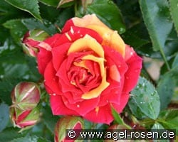 Chili Clementine (Zwergrose) Bild der Rose 'Chili Clementine' (Zwergrose)