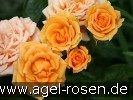 Bild der Rose 'Clementine' (Zwergrose)
