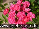 Bild der Rose 'Degenhard' (Zwergrose)