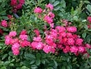 Degenhard (Zwergrose) Bild der Rose 'Degenhard' (Zwergrose)