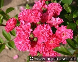 Degenhard (Zwergrose) Bild der Rose 'Degenhard' (Zwergrose)