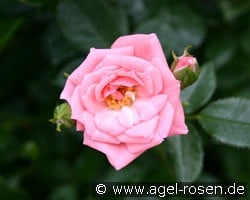 Eleanor (Zwergrose) Bild der Rose 'Eleanor' (Zwergrose)