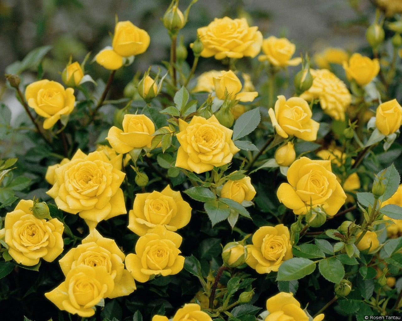 Goldjuwel (Zwergrose) Bild der Rose 'Goldjuwel' (Zwergrose)