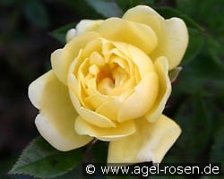 Guletta (Zwergrose) Bild der Rose 'Guletta' (Zwergrose)