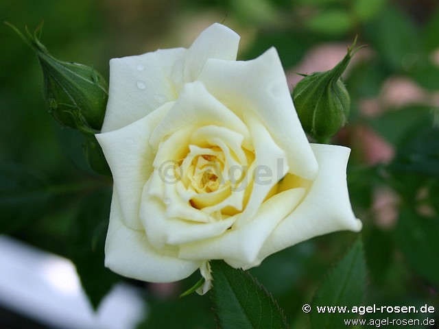 Bild der Rose 'Karabu' (Zwergrose)