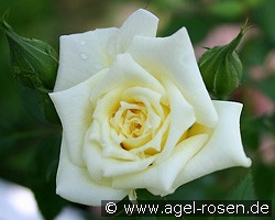 Karabu (Zwergrose) Bild der Rose 'Karabu' (Zwergrose)