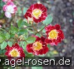 Bild der Rose 'Little Artist' (Zwergrose)