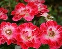 Little Artist (Zwergrose) Bild der Rose 'Little Artist' (Zwergrose)