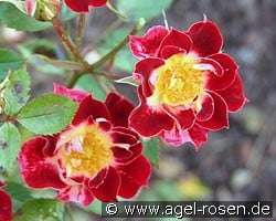 Little Artist (Zwergrose) Bild der Rose 'Little Artist' (Zwergrose)