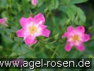 Bild der Rose 'Minirosa' (Zwergrose)