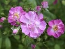 Minirosa (Zwergrose) Bild der Rose 'Minirosa' (Zwergrose)
