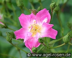 Minirosa (Zwergrose) Bild der Rose 'Minirosa' (Zwergrose)