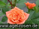Bild der Rose 'Ninetta' (Zwergrose)