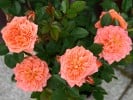 Ninetta (Zwergrose) Bild der Rose 'Ninetta' (Zwergrose)