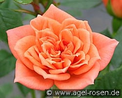 Ninetta (Zwergrose) Bild der Rose 'Ninetta' (Zwergrose)
