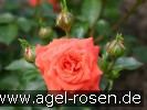 Bild der Rose 'Orange Juwel' (Zwergrose)