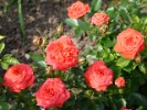 Orange Juwel (Zwergrose) Bild der Rose 'Orange Juwel' (Zwergrose)