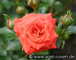Orange Juwel (Zwergrose) Bild der Rose 'Orange Juwel' (Zwergrose)