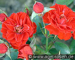 Orange Meillandina (Zwergrose) Bild der Rose 'Orange Meillandina' (Zwergrose)