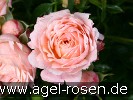 Bild der Rose 'Peach Clementine' (Zwergrose)