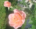 Peach Clementine (Zwergrose) Bild der Rose 'Peach Clementine' (Zwergrose)