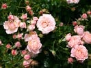 Peach Clementine (Zwergrose) Bild der Rose 'Peach Clementine' (Zwergrose)