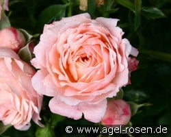 Peach Clementine (Zwergrose) Bild der Rose 'Peach Clementine' (Zwergrose)