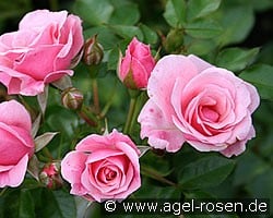 Pink Symphonie (Zwergrose) Bild der Rose 'Pink Symphonie' (Zwergrose)