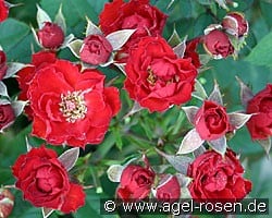 Scarletta (Zwergrose) Bild der Rose 'Scarletta' (Zwergrose)