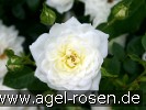 Bild der Rose 'Snowcup' (Zwergrose)