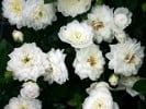 Snowcup (Zwergrose) Bild der Rose 'Snowcup' (Zwergrose)