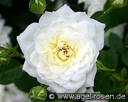 Snowcup (Zwergrose) Bild der Rose 'Snowcup' (Zwergrose)