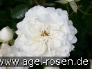 Bild der Rose 'White Babyflor' (Zwergrose)