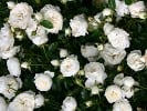 White Babyflor (Zwergrose) Bild der Rose 'White Babyflor' (Zwergrose)