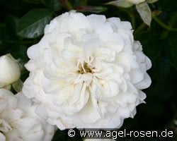 White Babyflor (Zwergrose) Bild der Rose 'White Babyflor' (Zwergrose)
