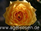 Bild der Rose 'Yellow Clementine' (Zwergrose)