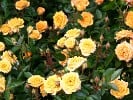 Yellow Clementine (Zwergrose) Bild der Rose 'Yellow Clementine' (Zwergrose)