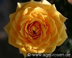 Yellow Clementine (Zwergrose) Bild der Rose 'Yellow Clementine' (Zwergrose)