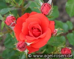 Zwergenfee (Zwergrose) Bild der Rose 'Zwergenfee' (Zwergrose)