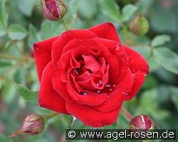 Zwergkönig 78 (Zwergrose) Bild der Rose 'Zwergkönig 78' (Zwergrose)