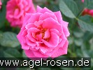 Bild der Rose 'Zwergkönigin 82' (Zwergrose)