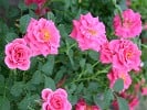 Zwergkönigin 82 (Zwergrose) Bild der Rose 'Zwergkönigin 82' (Zwergrose)