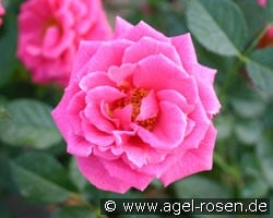 Zwergkönigin 82 (Zwergrose) Bild der Rose 'Zwergkönigin 82' (Zwergrose)