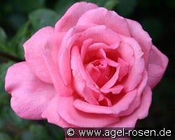 Brinessa (unbekannt) Bild der Rose 'Brinessa' (unbekannt)